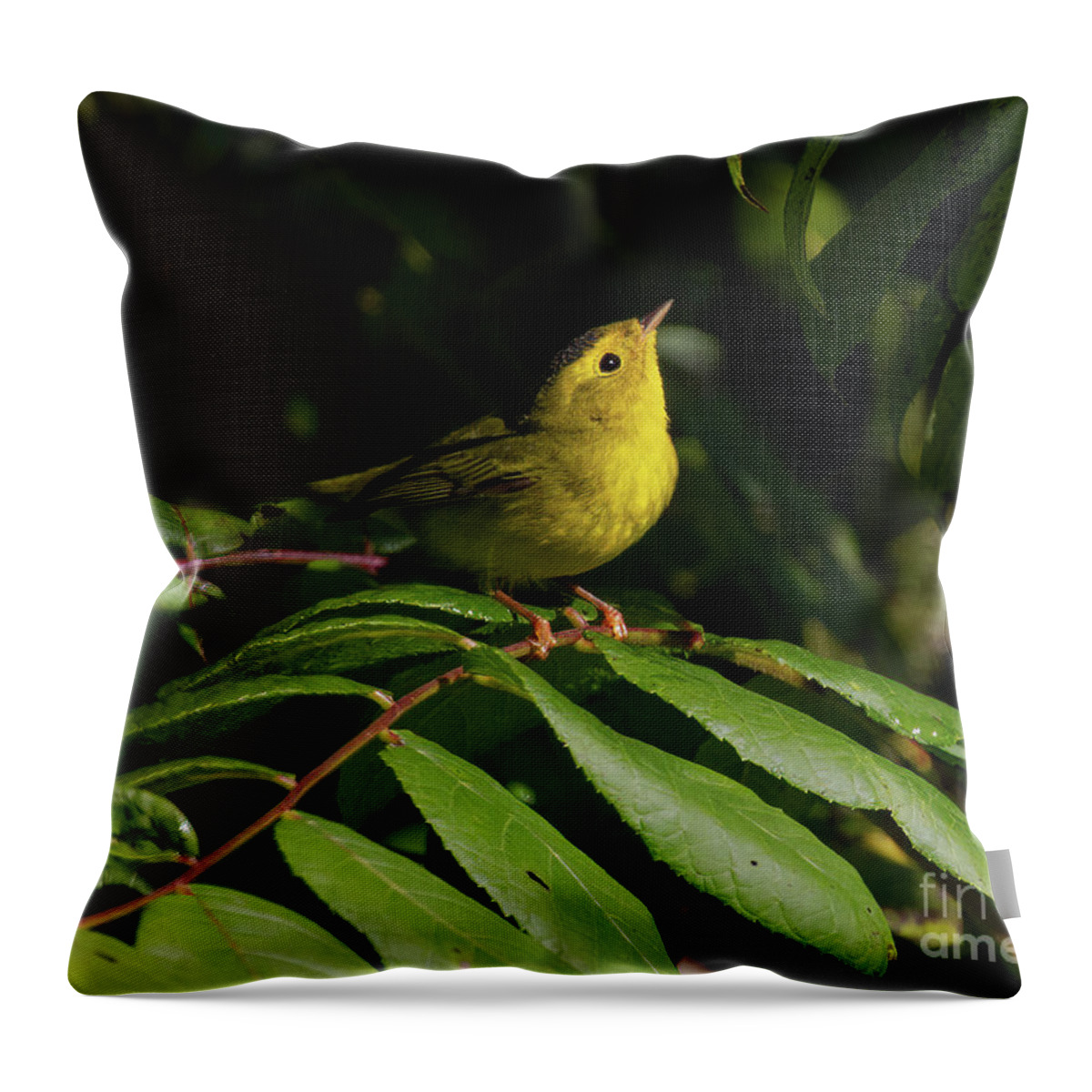 Birds Throw Pillow featuring the photograph Keep Looking Up by Chris Scroggins