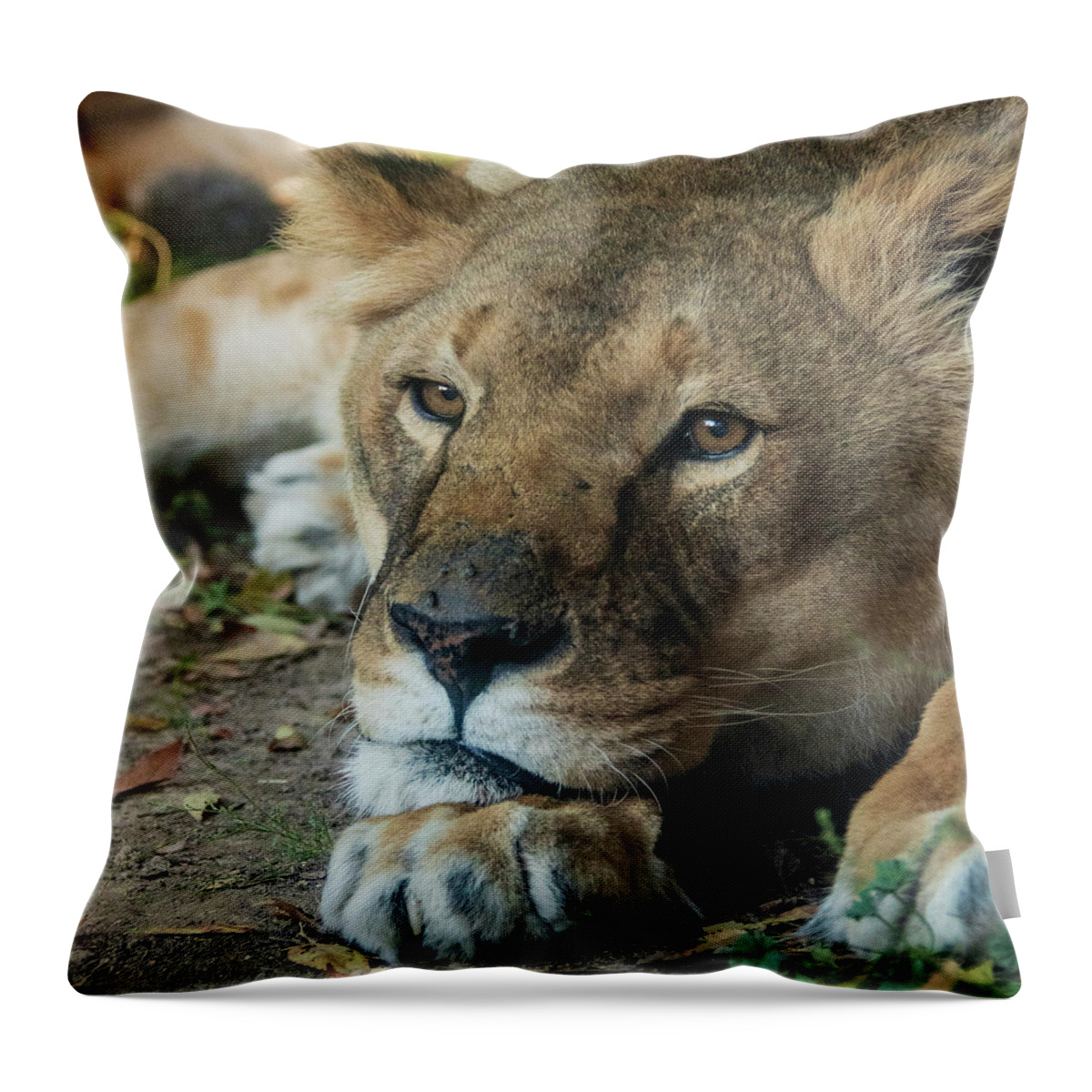 Zoo Boise Throw Pillow featuring the photograph Watchful Rest by Melissa Southern
