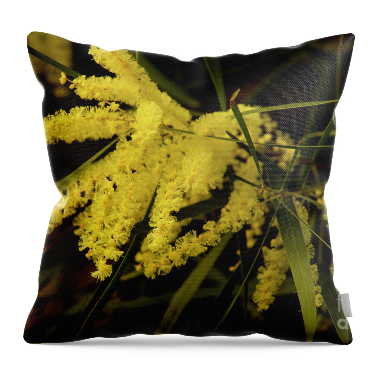 Flora;plant;flower;acacia;wattle;yellow;wildflower Throw Pillow featuring the photograph Wattle C02 by Werner Padarin