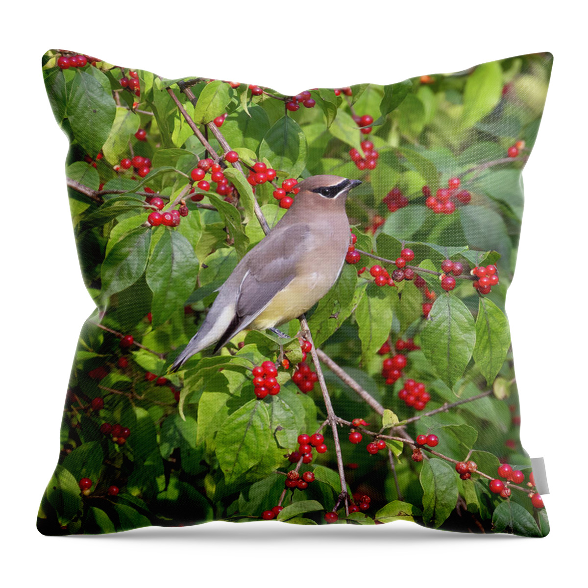 Bird Throw Pillow featuring the photograph A Feast For the Eyes by Chris Scroggins