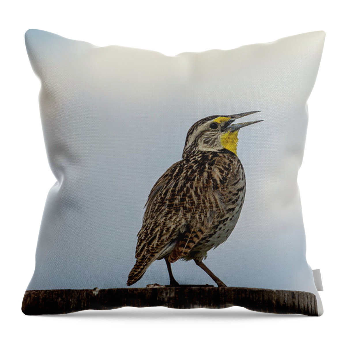Western Meadowlark Throw Pillow featuring the photograph Western Meadowlark 2014 by Thomas Young