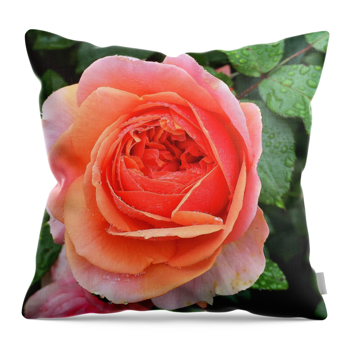 Rose Throw Pillow featuring the digital art Wet Rose by Nancy Olivia Hoffmann