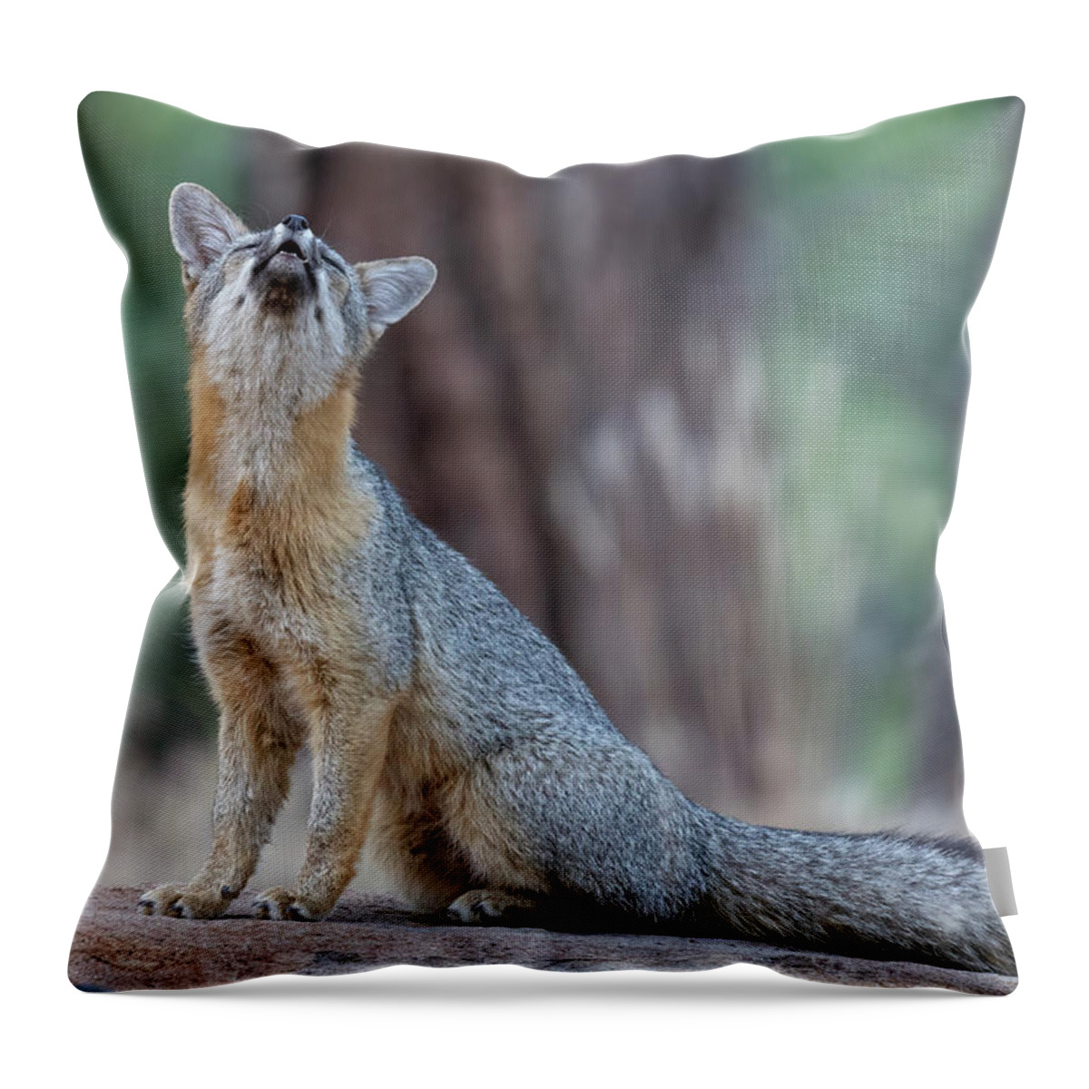 Fox Throw Pillow featuring the photograph What does the Fox Say? by Randy Robbins