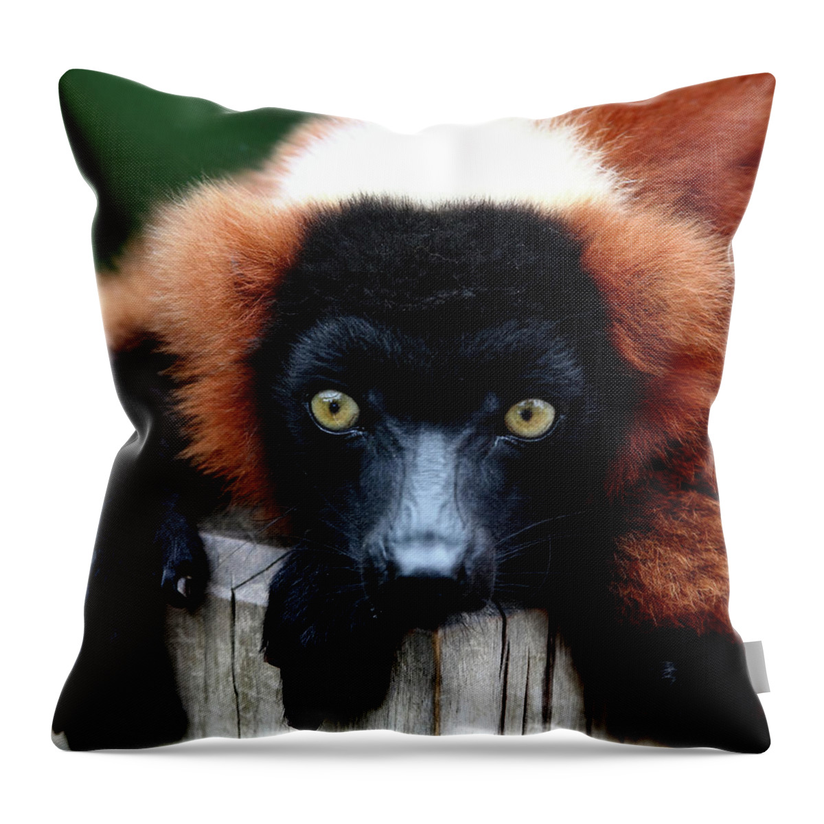Red Ruffed Lemur Throw Pillow featuring the photograph Whatchya Lookin At by Lens Art Photography By Larry Trager