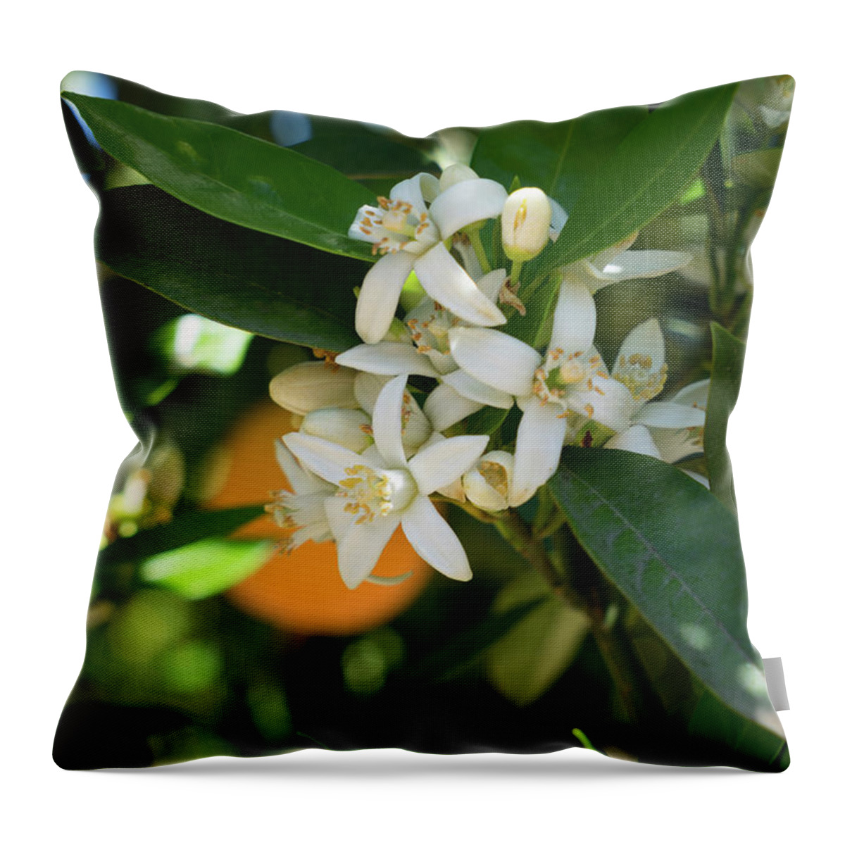 Orange Blossom Throw Pillow featuring the photograph White orange blossoms and leaves in spring by Adriana Mueller