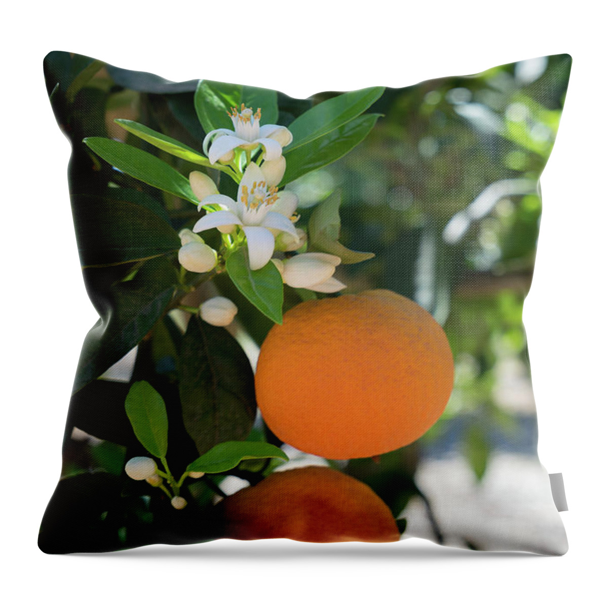 Orange Blossom Throw Pillow featuring the photograph White orange blossom, fruits and floral beauty in the mediterranean sunlight by Adriana Mueller