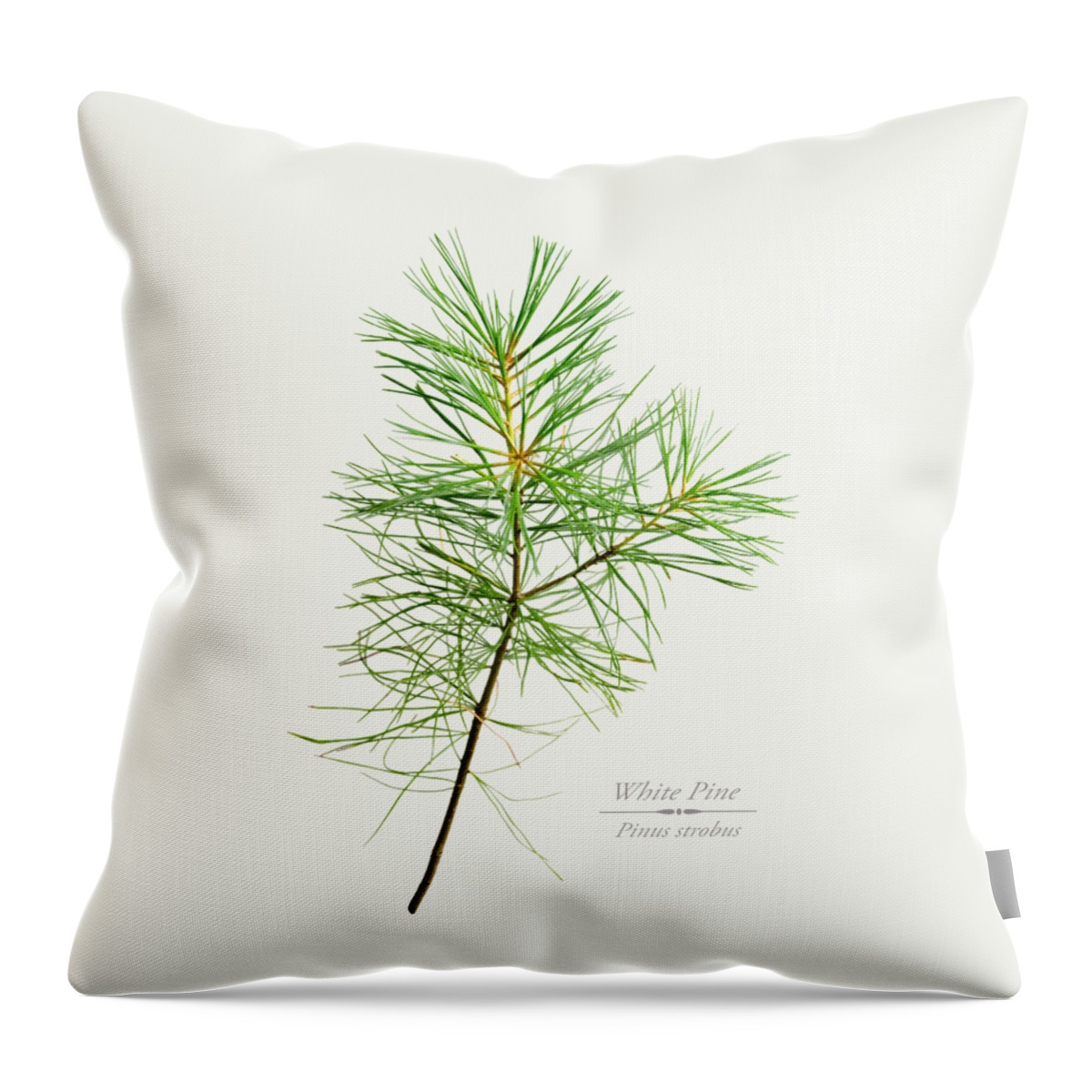 White Pine Throw Pillow featuring the mixed media White Pine by Christina Rollo