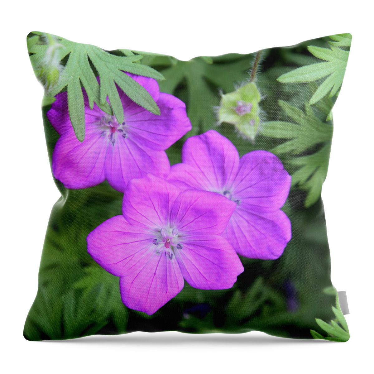 Flowers Throw Pillow featuring the photograph Wild Geraniums by Bob Falcone