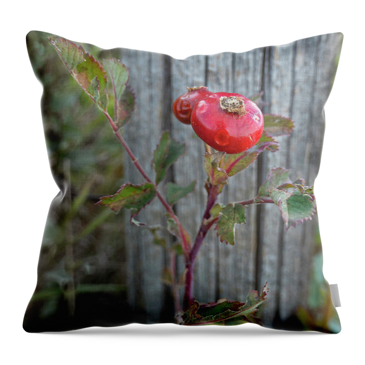 Rose Throw Pillow featuring the photograph Wild Rose Hips And Fence Post by Karen Rispin