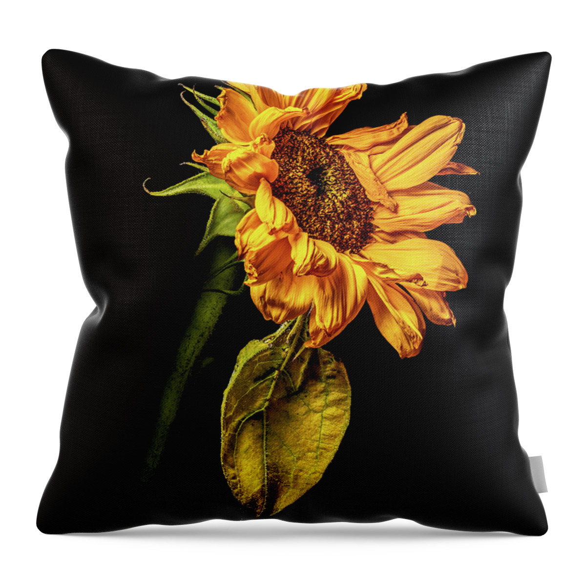 4x5 Format Throw Pillow featuring the photograph Wilting Sunflower #5 by Kevin Suttlehan