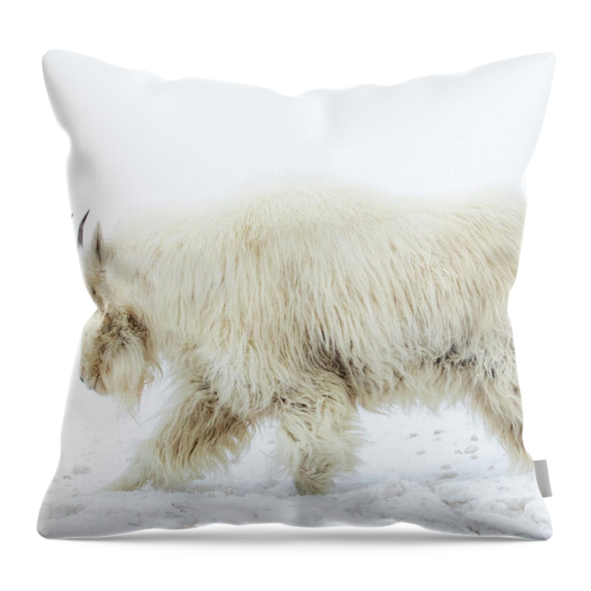 Mountain Goat Throw Pillow featuring the photograph Winter Mountain Goat by Wesley Aston