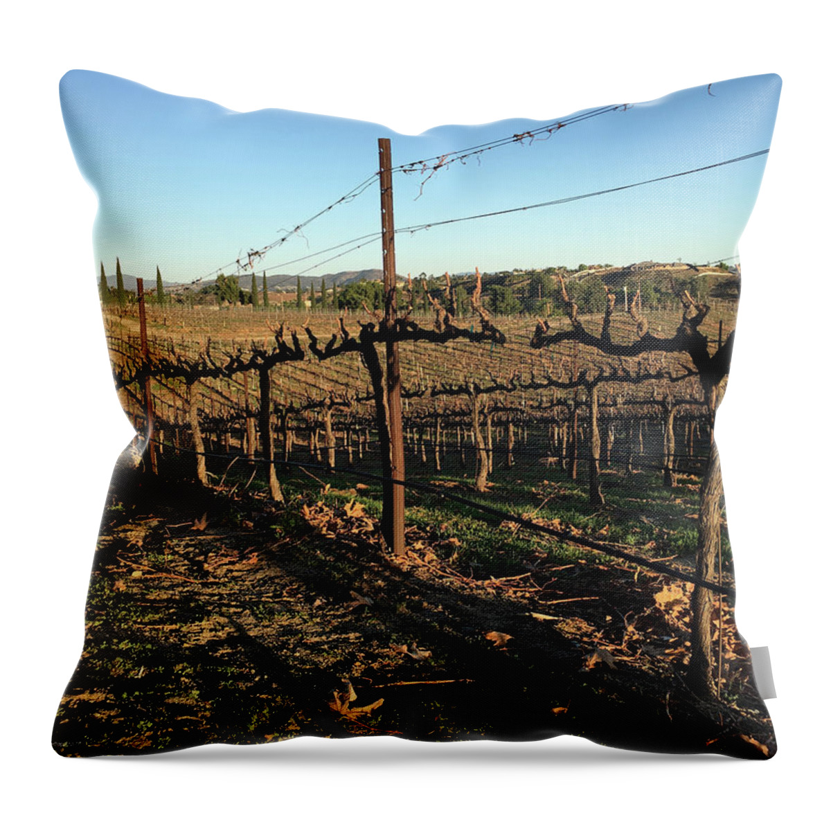 Winter Throw Pillow featuring the photograph Winter Vines Hart Winery Temecula by Roxy Rich