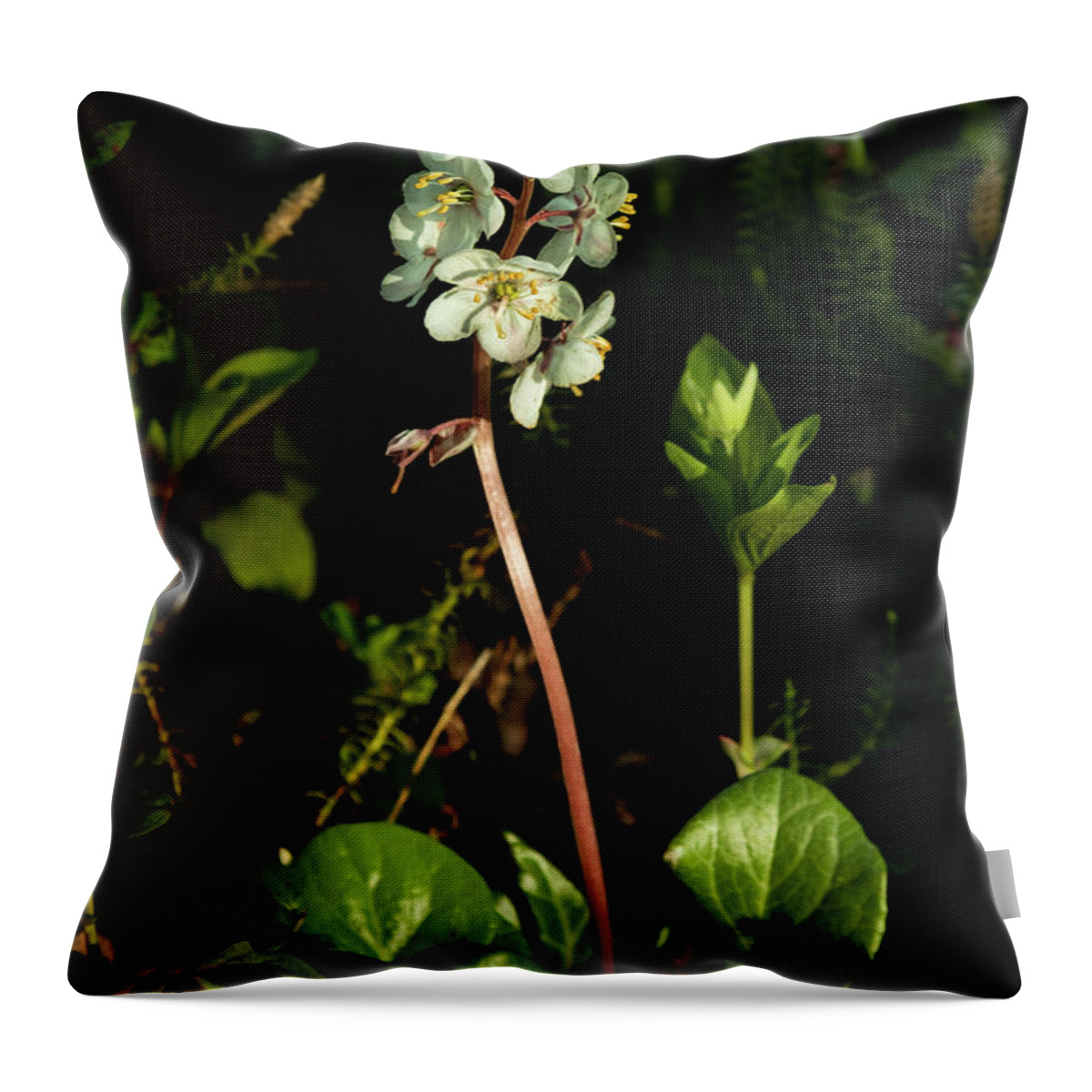 Alaska Throw Pillow featuring the photograph Wintergreen by Fred Denner