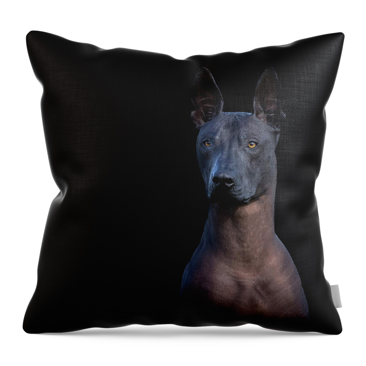 Xoloitzcuintli Throw Pillow featuring the photograph Xoloitzcuintle Portrait by Diana Andersen