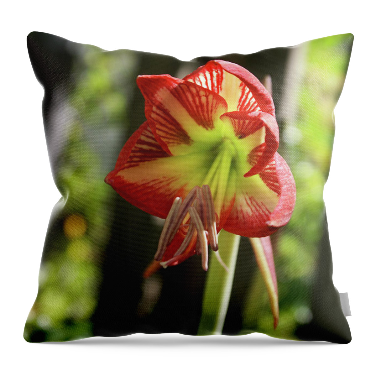  Throw Pillow featuring the photograph Yellow and Red Amaryllis by Heather E Harman