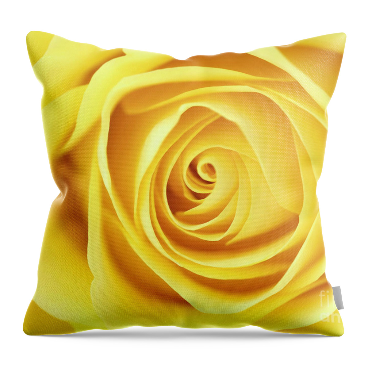 Beauty Throw Pillow featuring the photograph Yellow rose by Jane Rix