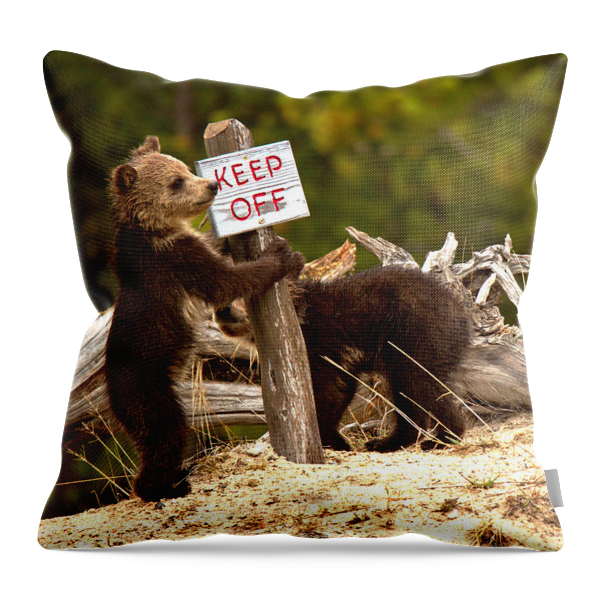 Grizzly Bear Throw Pillow featuring the photograph Yellowstone Junior Rangers by Adam Jewell