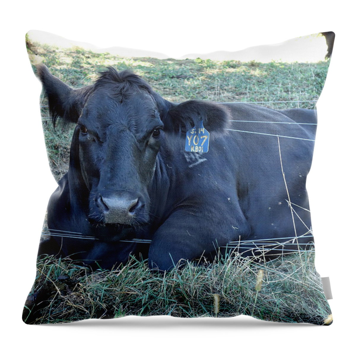 Wildlife Throw Pillow featuring the photograph Yo7 Caught in Fence by Russ Considine