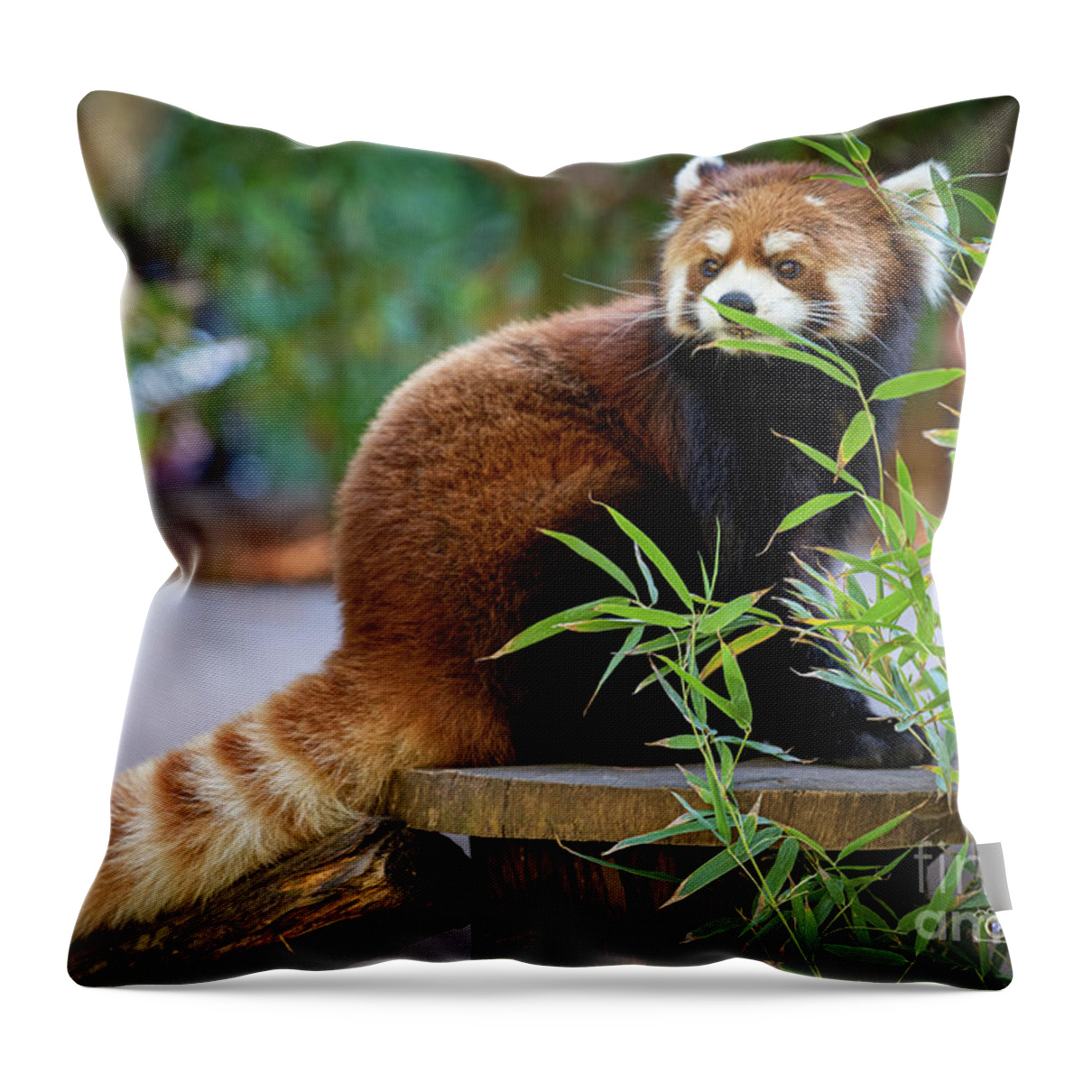 David Levin Photography Throw Pillow featuring the photograph You Can't See Me by David Levin