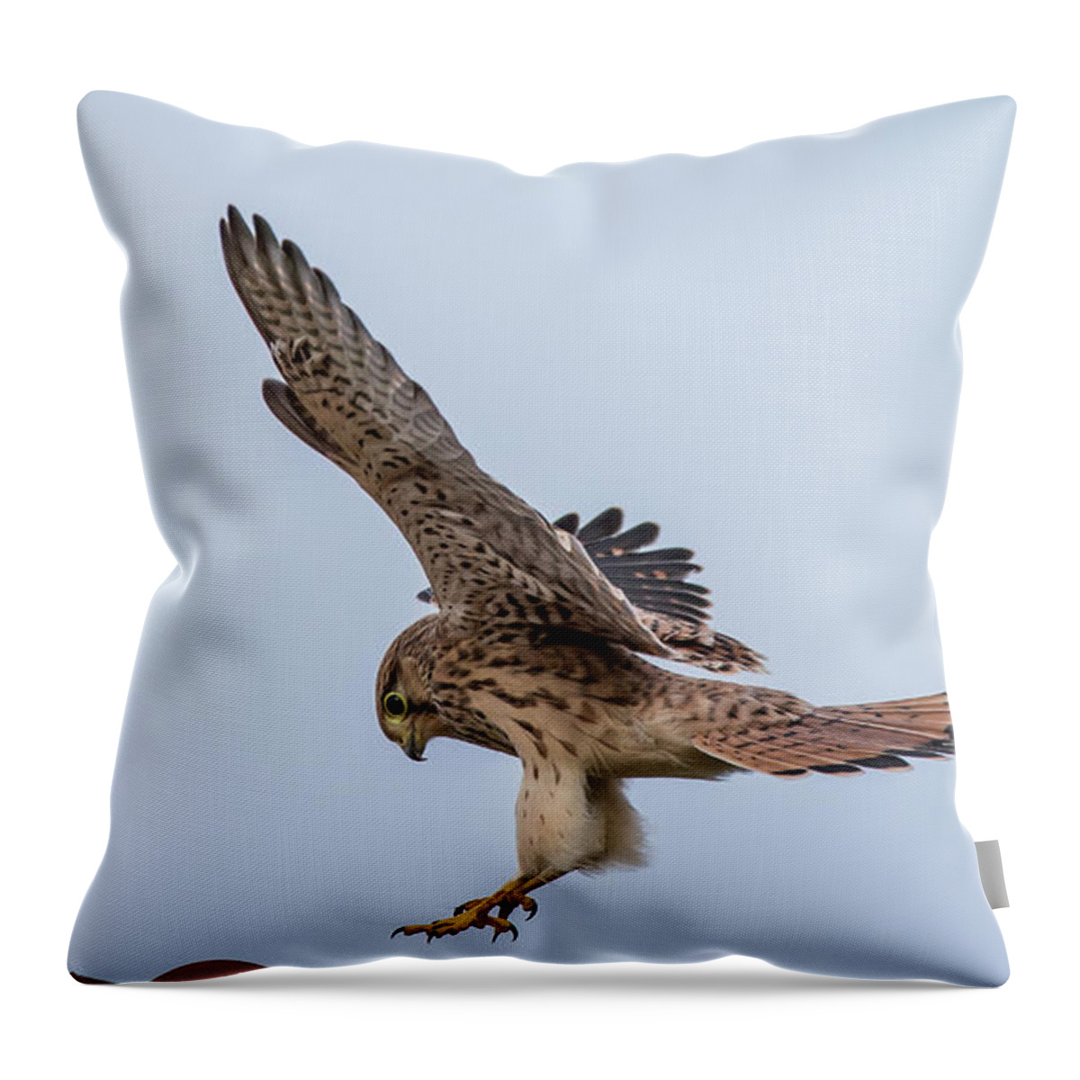 Kestrel Throw Pillow featuring the photograph Young European Kestrel Landing by Torbjorn Swenelius
