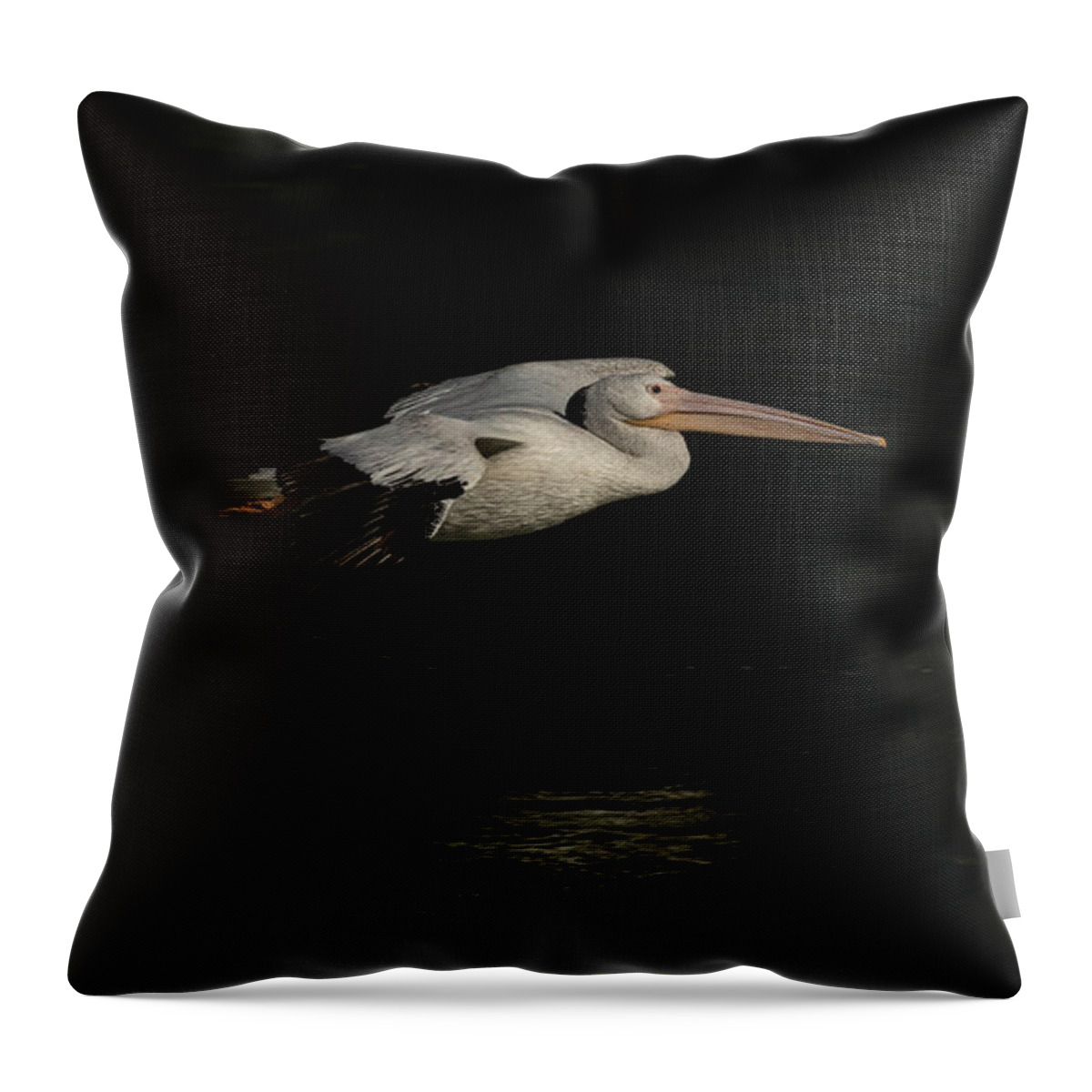American White Pelican Throw Pillow featuring the photograph Young Pelican 2016-8 by Thomas Young