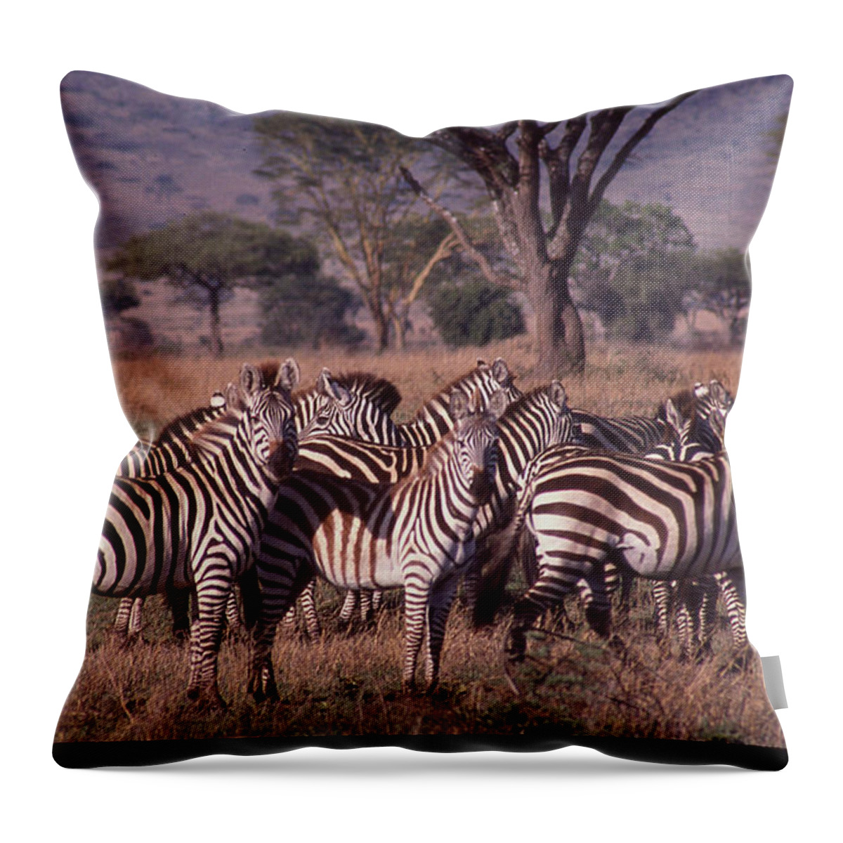 Africa Throw Pillow featuring the photograph Zebra Herd by Russ Considine