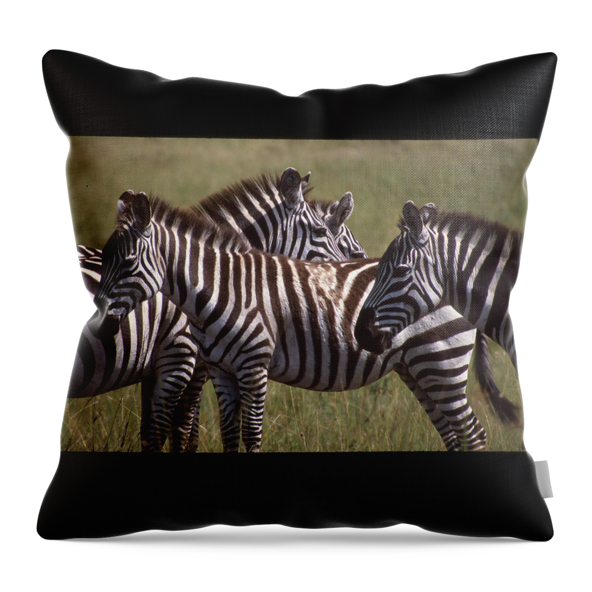 Africa Throw Pillow featuring the photograph Zebras Look Alike by Russ Considine