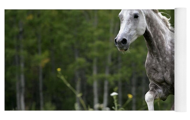 Arabian Dapple Grey Horse Galloping by Rolf Kopfle