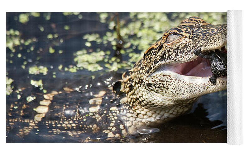Baby American Alligator feeding Yoga Mat