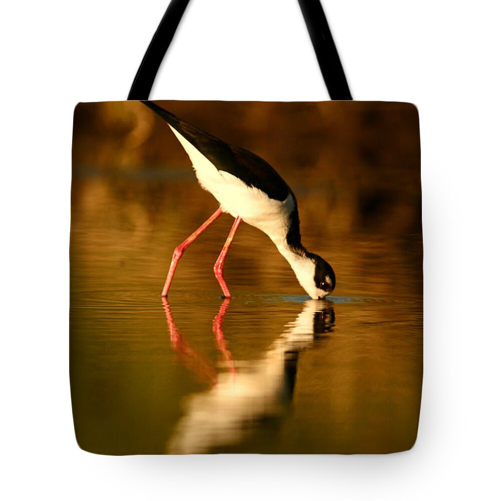 Shorebirds Tote Bag featuring the photograph Kiss The Light by John F Tsumas