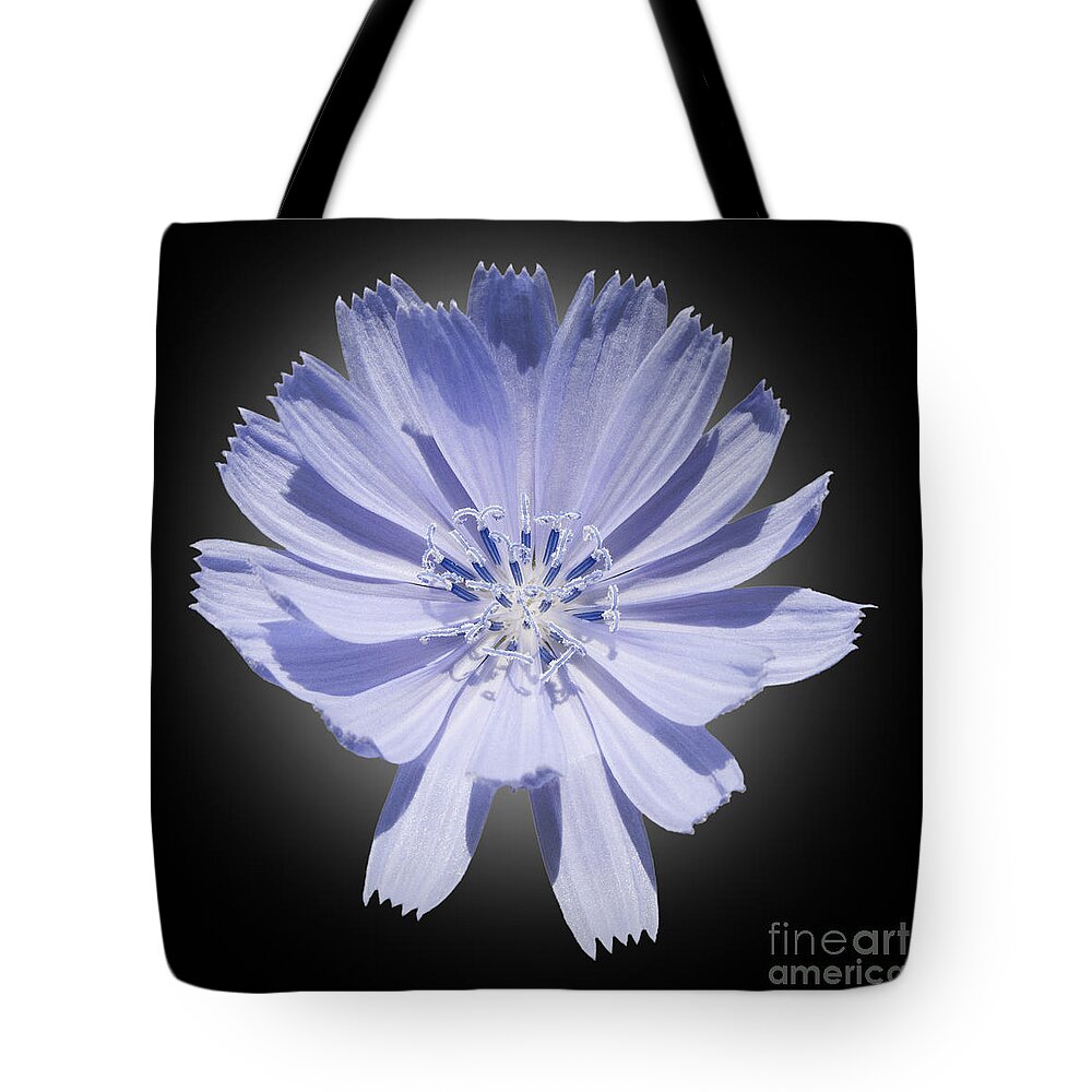 Blue. Cichorium Intybus Tote Bag featuring the photograph Cichorium intybus by Tony Cordoza