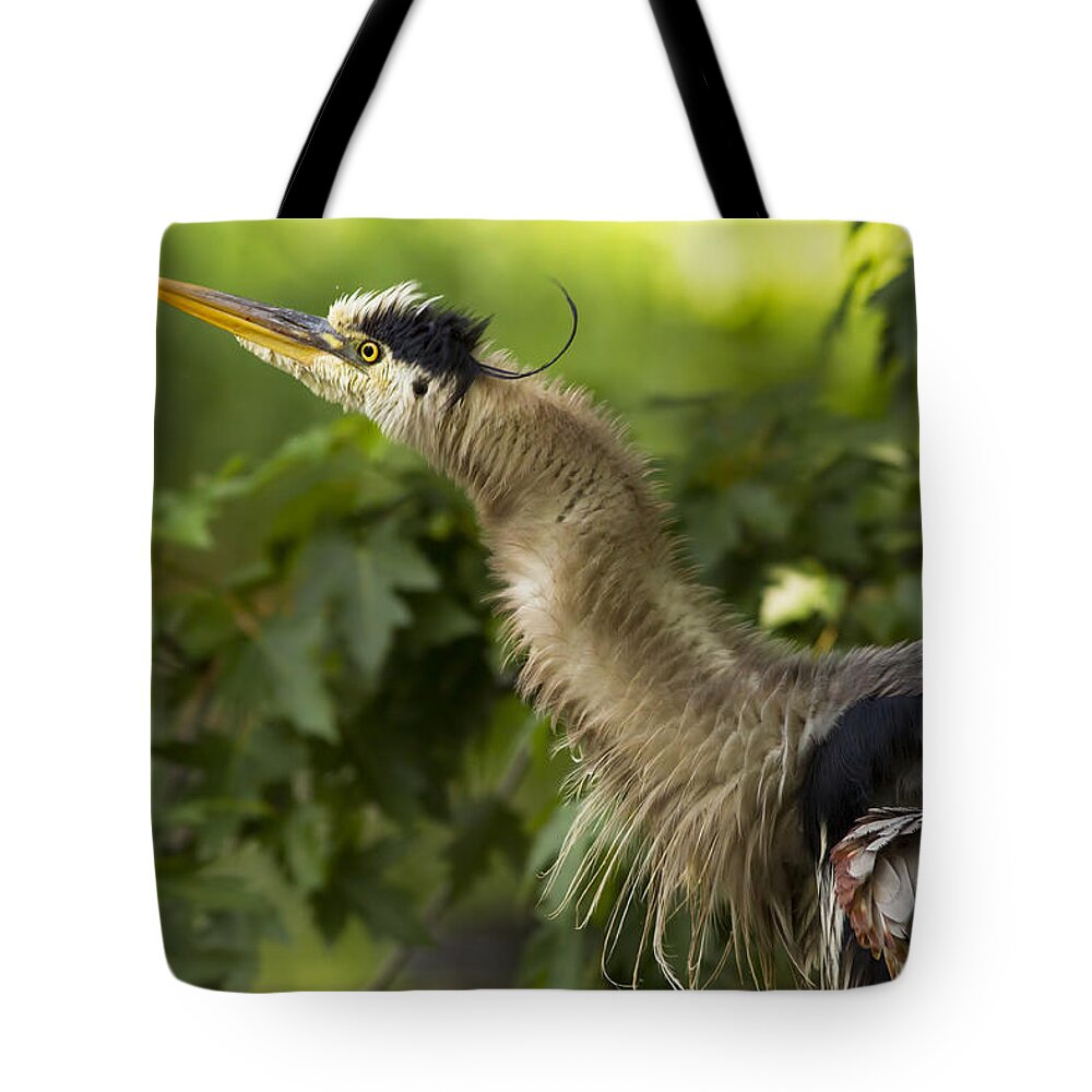 Grey Tote Bag featuring the photograph Heron in Breeding Plumage by Mircea Costina Photography