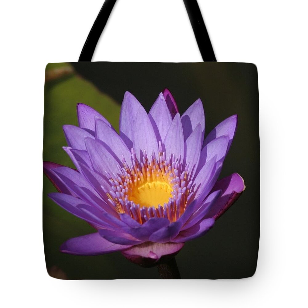 Karen Silvestri Tote Bag featuring the photograph Purple Water Lily by Karen Silvestri