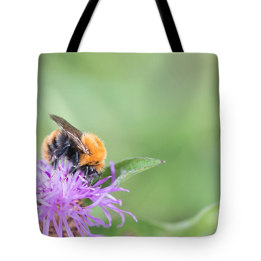 Bumblebee Tote Bag featuring the photograph 01 Common carder bee by Jivko Nakev