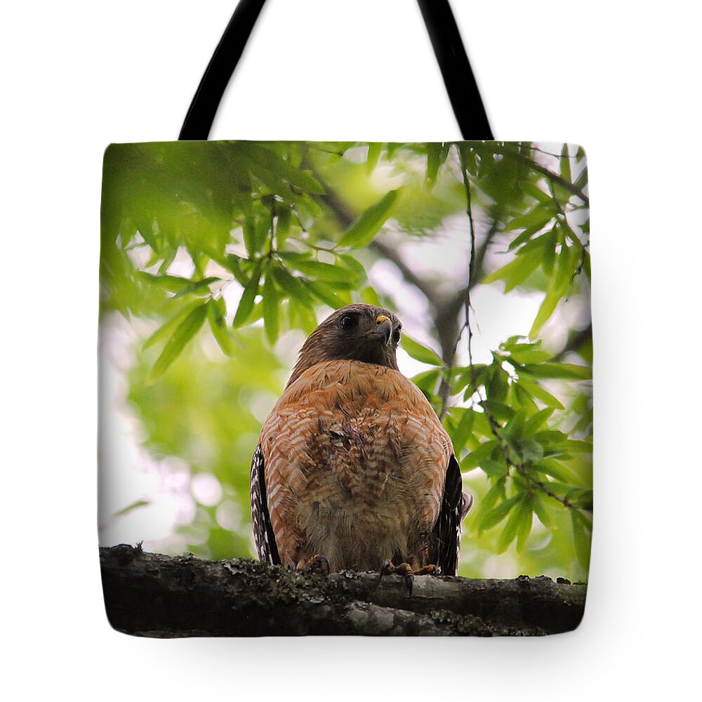 Red Shouldered Hawk Tote Bag featuring the photograph Adult Red Shouldered Hawk #1 by Jai Johnson