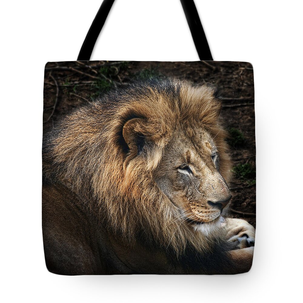 Lion Tote Bag featuring the photograph African Lion #1 by Tom Mc Nemar