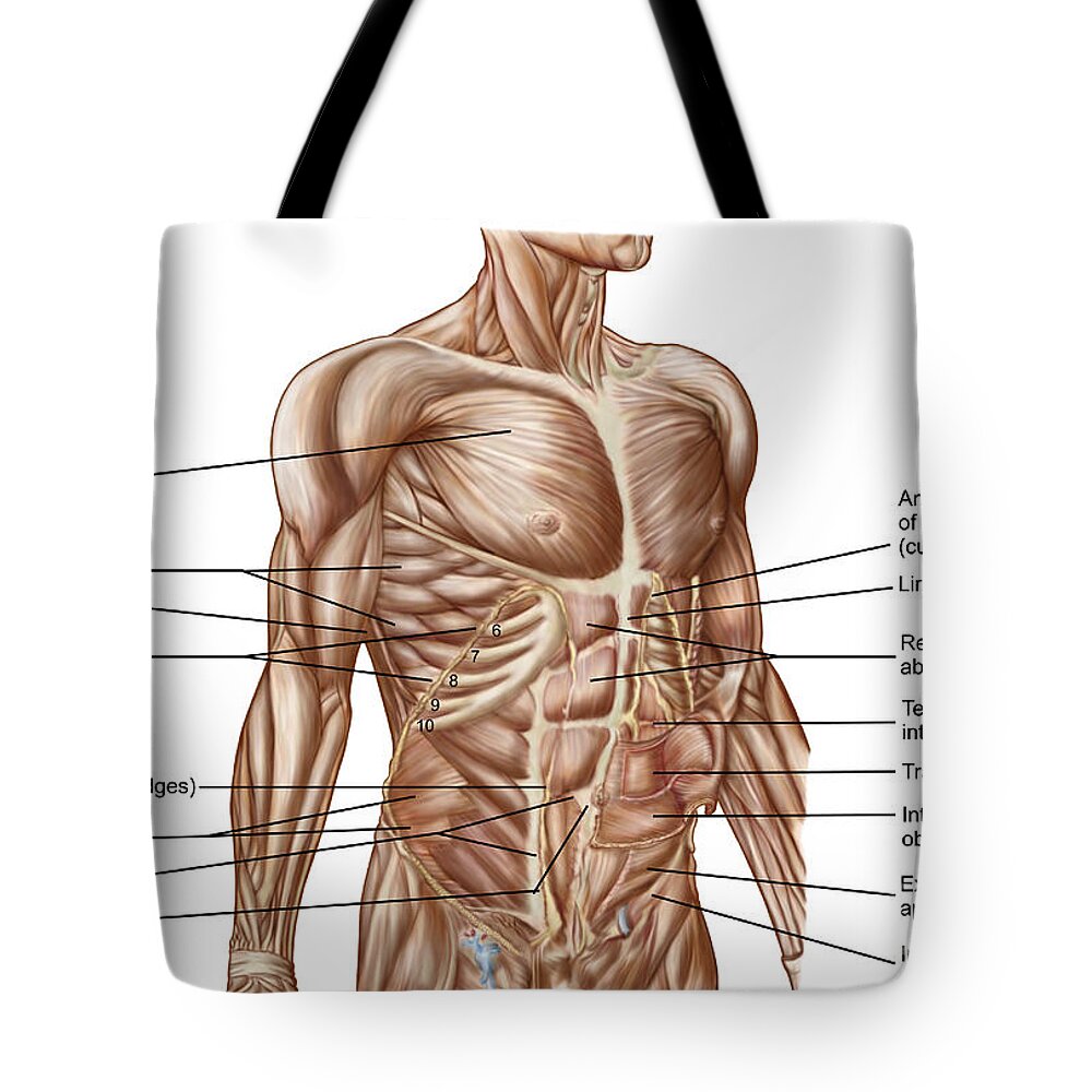 Anatomy of human abdominal muscles. Zipper Pouch for Sale by  StocktrekImages