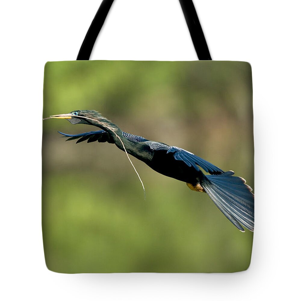 Animal Tote Bag featuring the photograph Anhinga #1 by Anthony Mercieca