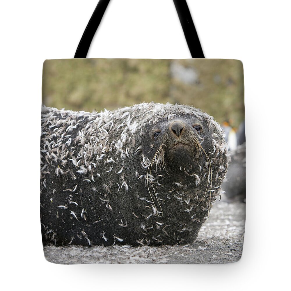00345983 Tote Bag featuring the photograph Antarctic Fur Seal In Penguin Feathers by Yva Momatiuk and John Eastcott
