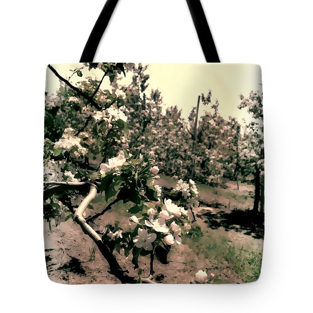 Apple Blossom Tote Bag featuring the photograph Apple Blossoms #1 by Michelle Calkins