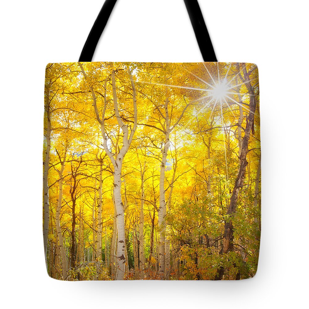 Aspens Tote Bag featuring the photograph Aspen Morning #1 by Darren White