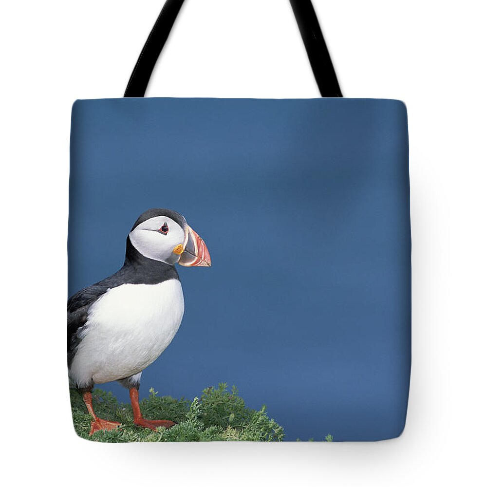 Feb0514 Tote Bag featuring the photograph Atlantic Puffin In Breeding Color #1 by Tui De Roy
