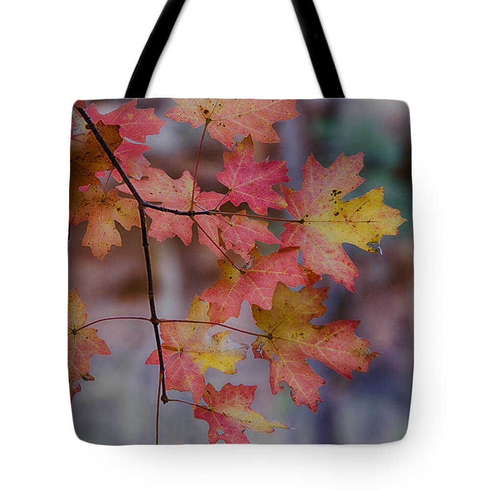 Autumn Splendor Tote Bag for Sale by Saija Lehtonen