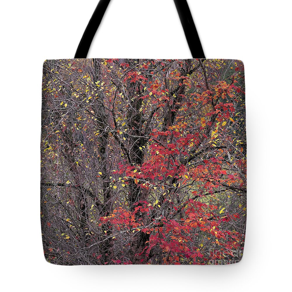 Fall Tote Bag featuring the photograph Autumn's Palette by Alan L Graham