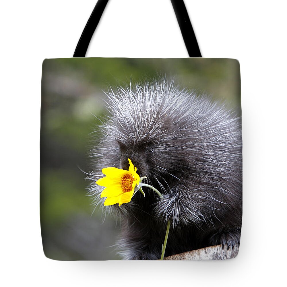 Porcupine Tote Bag featuring the photograph Baby Porcupine With Flower #1 by M. Watson