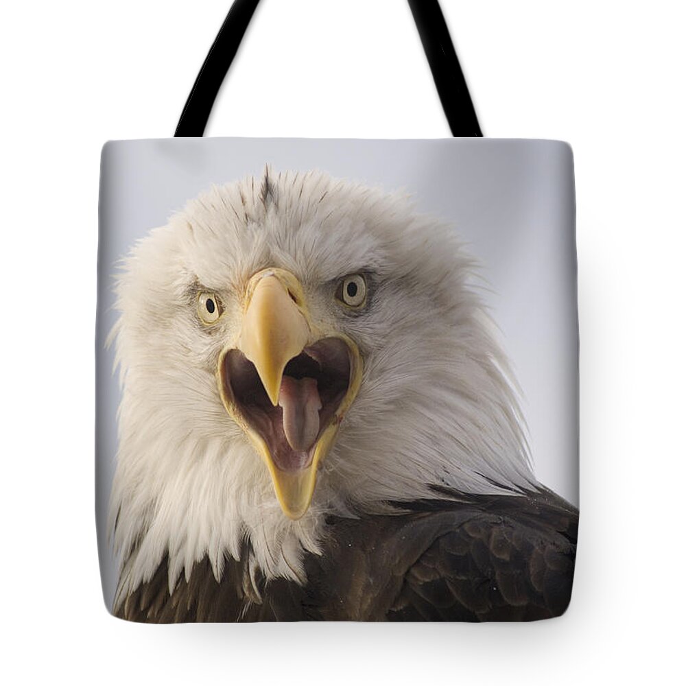 Feb0514 Tote Bag featuring the photograph Bald Eagle Calling Alaska #1 by Michael Quinton