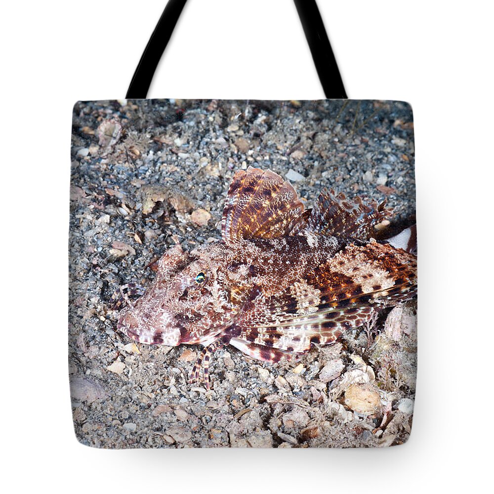 Bandtail Searobin Tote Bag featuring the photograph Bandtail Searobin #1 by Andrew J. Martinez