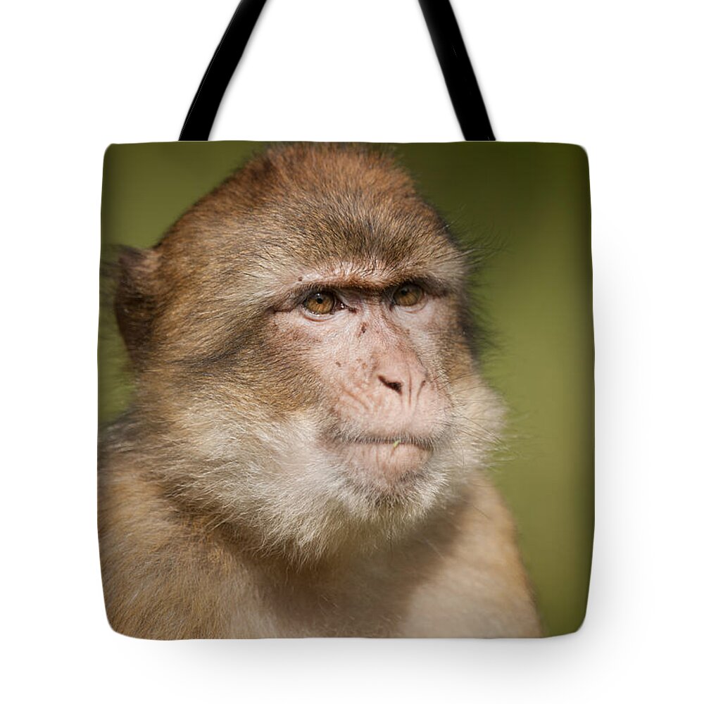 Monkey Tote Bag featuring the photograph Barbary Macaque #1 by Andy Astbury