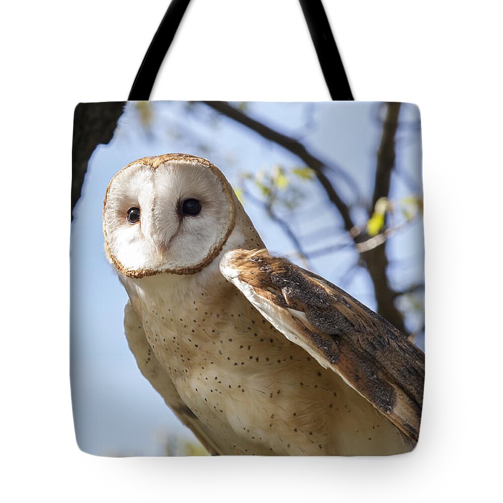 Alba Tote Bag featuring the photograph Barn Owl #1 by Jack R Perry