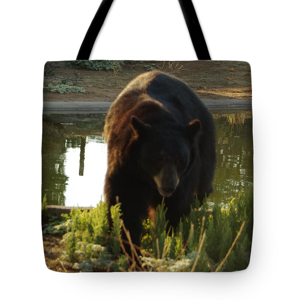 Lions Tigers And Bears Tote Bag featuring the photograph Bear 1 #1 by Phyllis Spoor